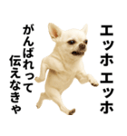 エッホエッホ チワワ 伝えなきゃ（個別スタンプ：19）