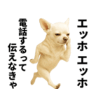 エッホエッホ チワワ 伝えなきゃ（個別スタンプ：20）