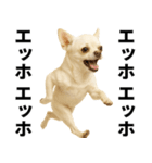 エッホエッホ チワワ 伝えなきゃ（個別スタンプ：21）
