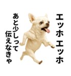 エッホエッホ チワワ 伝えなきゃ（個別スタンプ：22）