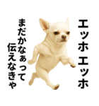 エッホエッホ チワワ 伝えなきゃ（個別スタンプ：23）