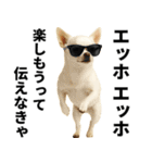 エッホエッホ チワワ 伝えなきゃ（個別スタンプ：24）