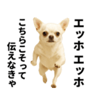 エッホエッホ チワワ 伝えなきゃ（個別スタンプ：25）