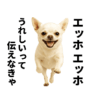 エッホエッホ チワワ 伝えなきゃ（個別スタンプ：26）