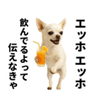 エッホエッホ チワワ 伝えなきゃ（個別スタンプ：27）