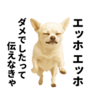 エッホエッホ チワワ 伝えなきゃ（個別スタンプ：28）