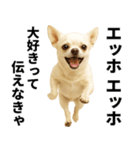 エッホエッホ チワワ 伝えなきゃ（個別スタンプ：29）