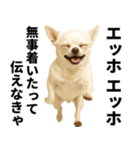 エッホエッホ チワワ 伝えなきゃ（個別スタンプ：30）