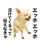 エッホエッホ チワワ 伝えなきゃ（個別スタンプ：31）