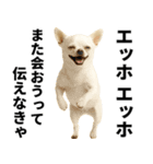 エッホエッホ チワワ 伝えなきゃ（個別スタンプ：32）