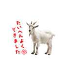 ヤギさんでごあいさつ♪ (アニメーション)（個別スタンプ：2）