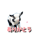 ヤギさんでごあいさつ♪ (アニメーション)（個別スタンプ：3）
