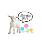 ヤギさんでごあいさつ♪ (アニメーション)（個別スタンプ：4）