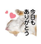 可愛いズーちゃんとビーちゃんのスタンプ（個別スタンプ：3）