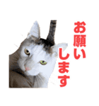 可愛いズーちゃんとビーちゃんのスタンプ（個別スタンプ：7）