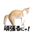 可愛いズーちゃんとビーちゃんのスタンプ（個別スタンプ：11）