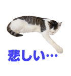 可愛いズーちゃんとビーちゃんのスタンプ（個別スタンプ：16）