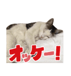 可愛いズーちゃんとビーちゃんのスタンプ（個別スタンプ：20）