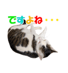 可愛いズーちゃんとビーちゃんのスタンプ（個別スタンプ：23）
