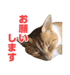 可愛いズーちゃんとビーちゃんのスタンプ（個別スタンプ：30）