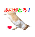 可愛いズーちゃんとビーちゃんのスタンプ（個別スタンプ：31）