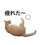 可愛いズーちゃんとビーちゃんのスタンプ（個別スタンプ：35）