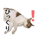 可愛いズーちゃんとビーちゃんのスタンプ（個別スタンプ：36）
