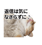可愛いズーちゃんとビーちゃんのスタンプ（個別スタンプ：39）