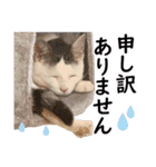可愛いズーちゃんとビーちゃんのスタンプ（個別スタンプ：40）