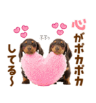 毎日使える！感情豊かなダックス（個別スタンプ：1）