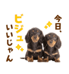 毎日使える！感情豊かなダックス（個別スタンプ：2）