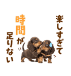 毎日使える！感情豊かなダックス（個別スタンプ：3）
