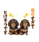 毎日使える！感情豊かなダックス（個別スタンプ：8）