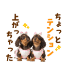 毎日使える！感情豊かなダックス（個別スタンプ：9）