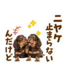 毎日使える！感情豊かなダックス（個別スタンプ：10）