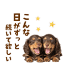 毎日使える！感情豊かなダックス（個別スタンプ：11）