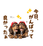 毎日使える！感情豊かなダックス（個別スタンプ：12）