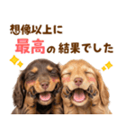毎日使える！感情豊かなダックス（個別スタンプ：13）