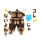 毎日使える！感情豊かなダックス（個別スタンプ：15）