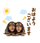 毎日使える！感情豊かなダックス（個別スタンプ：17）