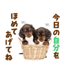 毎日使える！感情豊かなダックス（個別スタンプ：18）