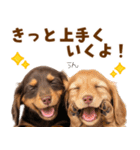 毎日使える！感情豊かなダックス（個別スタンプ：19）