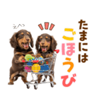 毎日使える！感情豊かなダックス（個別スタンプ：20）