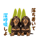 毎日使える！感情豊かなダックス（個別スタンプ：22）