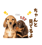 毎日使える！感情豊かなダックス（個別スタンプ：23）