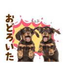 毎日使える！感情豊かなダックス（個別スタンプ：24）