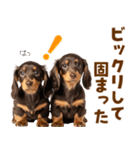 毎日使える！感情豊かなダックス（個別スタンプ：25）
