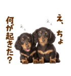 毎日使える！感情豊かなダックス（個別スタンプ：26）