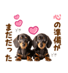毎日使える！感情豊かなダックス（個別スタンプ：27）