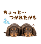 毎日使える！感情豊かなダックス（個別スタンプ：28）